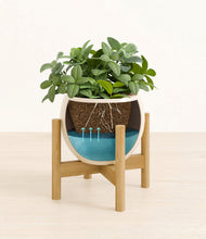 Load image into Gallery viewer, Shiny EggWhite stand:bamboo
