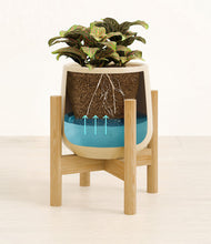 Load image into Gallery viewer, Almond Green stand:bamboo
