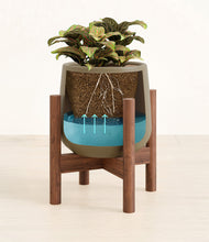 Load image into Gallery viewer, Olive stand:walnut
