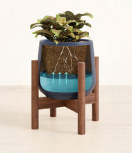 Load image into Gallery viewer, Deep Navy stand:walnut
