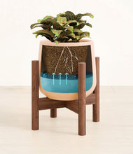 Load image into Gallery viewer, Gentle Pink stand:walnut
