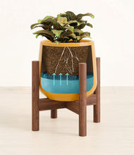 Load image into Gallery viewer, Mustard stand:walnut
