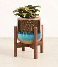 Load image into Gallery viewer, Calm Rose stand:walnut
