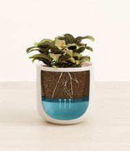 Load image into Gallery viewer, Cotton White
