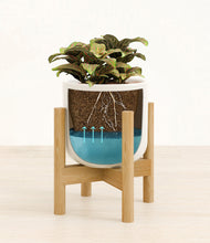 Load image into Gallery viewer, Cotton White stand:bamboo
