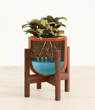 Load image into Gallery viewer, Glossy Red stand:walnut
