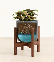 Load image into Gallery viewer, Iron Gray stand:walnut
