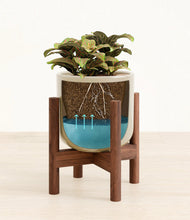 Load image into Gallery viewer, Sage Green stand:walnut
