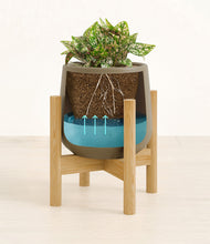 Load image into Gallery viewer, Olive stand:bamboo
