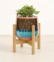 Load image into Gallery viewer, Calm Rose stand:bamboo
