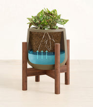 Load image into Gallery viewer, Olive stand:walnut
