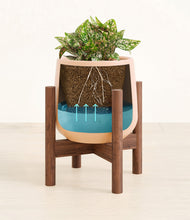 Load image into Gallery viewer, Gentle Pink stand:walnut
