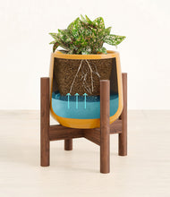 Load image into Gallery viewer, Mustard stand:walnut
