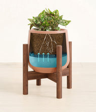 Load image into Gallery viewer, Calm Rose stand:walnut
