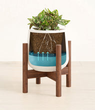 Load image into Gallery viewer, White stand:walnut
