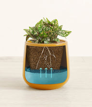 Load image into Gallery viewer, Mustard
