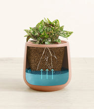 Load image into Gallery viewer, Calm Rose
