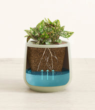 Load image into Gallery viewer, Turquoise
