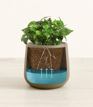 Load image into Gallery viewer, Olive
