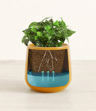 Load image into Gallery viewer, Mustard
