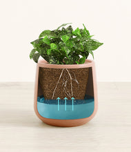 Load image into Gallery viewer, Calm Rose
