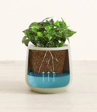 Load image into Gallery viewer, Turquoise
