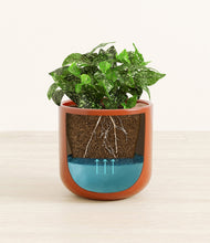 Load image into Gallery viewer, Glossy Red
