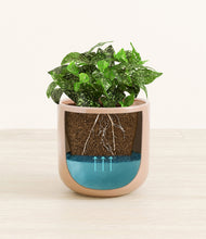 Load image into Gallery viewer, Glossy Pink
