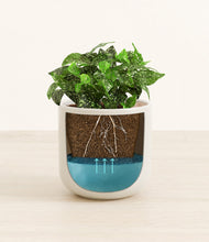 Load image into Gallery viewer, Cotton White
