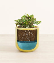 Load image into Gallery viewer, Key Lime Yellow
