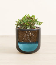 Load image into Gallery viewer, Stone Black
