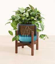 Load image into Gallery viewer, Deep Navy stand:walnut
