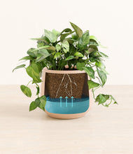 Load image into Gallery viewer, Gentle Pink
