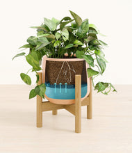 Load image into Gallery viewer, Gentle Pink stand:bamboo
