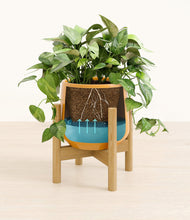 Load image into Gallery viewer, Mustard stand:bamboo
