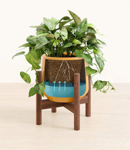 Load image into Gallery viewer, Mustard stand:walnut
