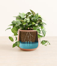 Load image into Gallery viewer, Calm Rose
