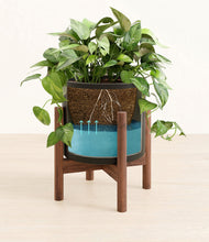 Load image into Gallery viewer, Black stand:walnut
