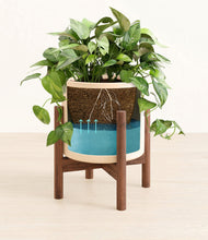 Load image into Gallery viewer, Cream stand:walnut
