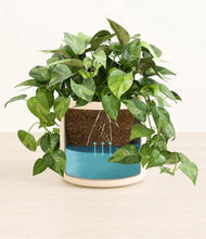 Load image into Gallery viewer, Cream
