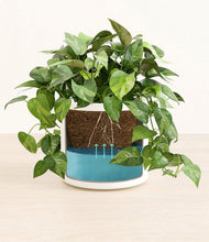 Load image into Gallery viewer, White
