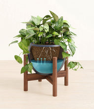 Load image into Gallery viewer, Deep Navy stand:walnut
