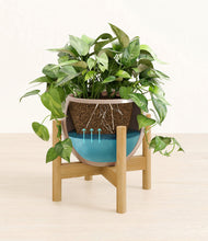 Load image into Gallery viewer, Desert Brown stand:bamboo
