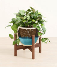 Load image into Gallery viewer, Shiny EggWhite stand:walnut
