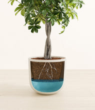 Load image into Gallery viewer, Natural Bamboo
