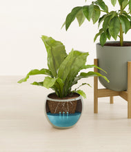 Load image into Gallery viewer, Earthy stand:one_stand
