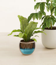 Load image into Gallery viewer, Sandy
