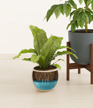 Load image into Gallery viewer, Summer Mist stand:two_stands
