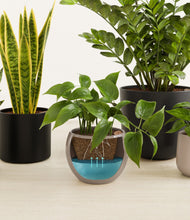 Load image into Gallery viewer, Charcoal
