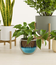 Load image into Gallery viewer, Earthy stand:two_stands
